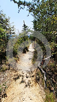 Hiking Trail Through Lush Green Forest