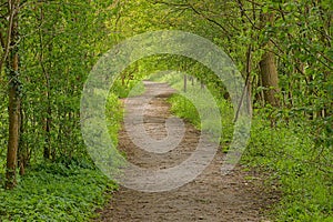 Hiking trail through a lush green spring forest in the flemish countryside