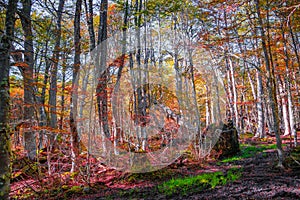 Hiking trail at magical austral Magellanic subpolar forests in Tierra del Fuego National Park, near Ushuaia and Beagle Channel,