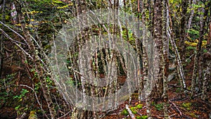 Hiking trail at magical austral Magellanic subpolar forests in Tierra del Fuego National Park, near Ushuaia and Beagle Channel,