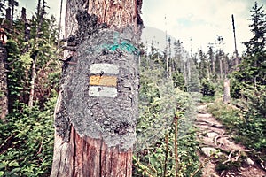 Hiking trail marking painted on tree.