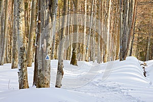 Hiking trail markings on trees in Winter, in a forest in the Carpathian mountains towards Gura Diham hut, in Bucegi mountains.