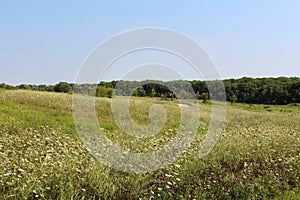 A hiking trail through a meadow of wildflowers leading to a forest in Antioch, Illinois