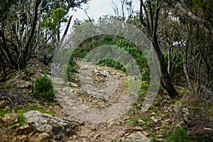 Hiking trail in the mediterranean bush.