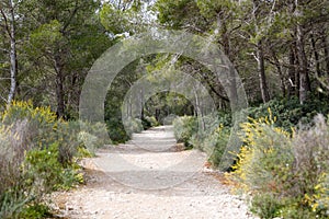 Hiking trail in through a mediterranean forest