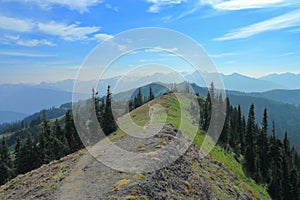 Hiking Trail through Misty Alpine Meadows near Hurricane Ridge, Olympic Mountains, Olympic National Park, Washington State, USA