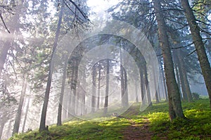 Hiking trail through the misty pine forest