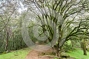 Hiking trail through moss covered trees on a foggy day, Castle Rock State park, San Francisco bay area, California