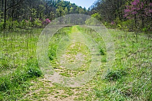 Hiking Trail Through a Mountain Meadow