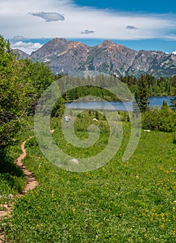 Hiking Trail Through a Mountain Meadow