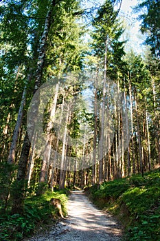 Hiking trail in the mountain woods around lake Faaker See in Carinthia, Austria, Europe