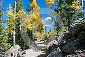 Hiking trail in the mountains lined with beautiful aspen trees