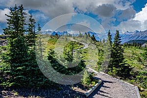 Hiking trail through mountains and wildflowers in the Sunshine Meadows, Alberta