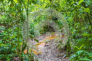 Hiking trail in natural tropical jungle forest Ilha Grande Brazil