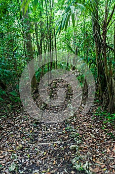 Hiking trail at the nature reserve Biotopo Cerro Cahui, Guatema