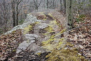 Hiking Trail Next to Stone Ledge in Fall Forest