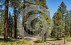 Hiking Trail in Northern California