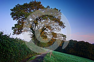 Hiking trail, Odenthal, Germany