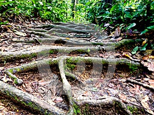 Hiking trail over ancient tree roots in jungle, Sepilok, Borneo