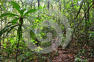 Hiking trail in Palawan jungle