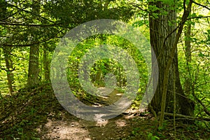 Hiking trail through the park