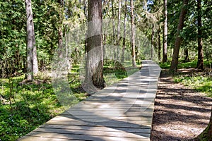 Hiking trail in the park. Wooden planking in the woods. An ecological trail in a nature reserve