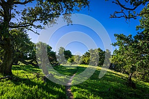 A hiking trail passes through a summer landscape of lush green, grassy meadows and oak forest under a perfect blue sky