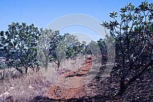 HIKING TRAIL THROUGH A PATCH OF SUGAR BUSH TREES