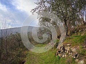Hiking trail, path thorugh olive grove, Lunigiana, north Tuscany, Italy. Beautiful peaceful countryside. photo