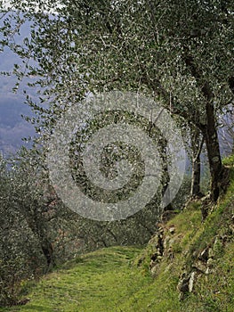 Hiking trail, path thorugh olive grove, Lunigiana, north Tuscany, Italy. Beautiful peaceful countryside, vertical photo