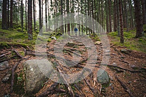 Hiking trail through overgrown in tree roots, with hiker in the distance