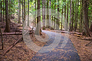 Hiking Trail Pine Forest Wildlife Refuge