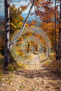 Hiking trail in polish mountains Beskidy. Path leading down from the Rysianka Mountain through the autumn trees. Mountain valleys