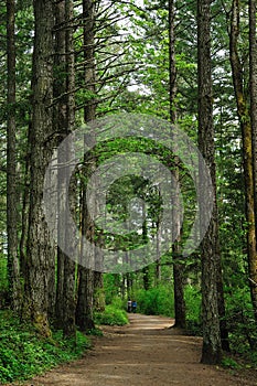 Hiking trail in rain forest