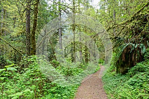 Hiking trail through the rain forest at Golden and Silver Falls State Natural Area, Oregon, USA