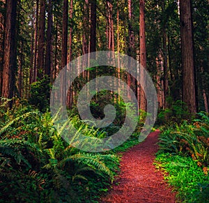 Hiking trail through a Redwood forest in northern California photo