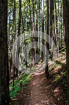 Hiking trail in a redwood Sequoia sempervirens forest, Butano State Park, San Francisco bay area, California photo