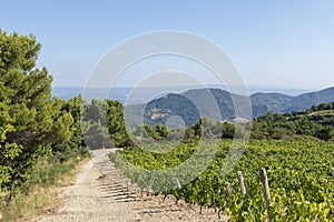 Hiking trail in the region of Mont Ventoux mountain and Dentelles de Montmirail chain of mountains