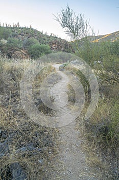 Hiking trail in Sabino Canyon recreation area in Tucson Arizona state park