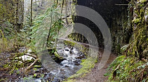 A Hiking Trail Through Scenic Oregon Forest