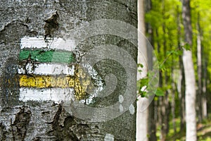 Hiking trail signs symbols in springtime on tree