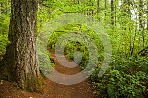 Hiking trail in Silver Falls State Park, Oregon in autumn