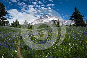 Hiking trail on slopes of Mount Hood, Oregon Cascades