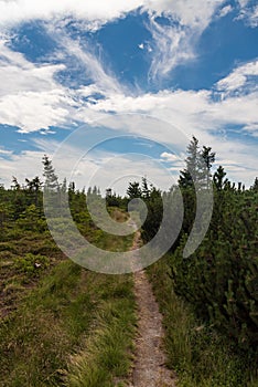 Hiking trail with smaller spruce trees around in Krkonose mountains on czech-polish borders