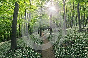 Hiking trail in the spring forest