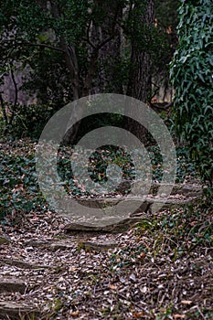 Hiking trail in the spring forest