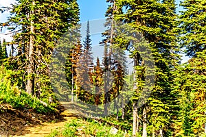 A hiking trail at Sun Peaks in British Columbia,Canada