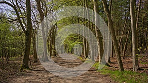 hiking trail through a sunny spring forest in the flemish countryside