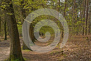 hiking trail through a sunny spring forest in the flemish countryside