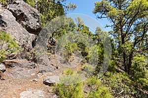 Hiking trail in Tamadaba Natural Park in Gran Canaria